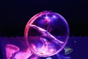 Aqua Circus Phuket Цирк на воде